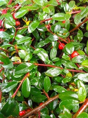 Cotoneaster horizontalis