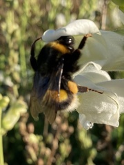 Bombus terrestris