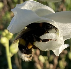Bombus terrestris
