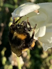 Bombus terrestris