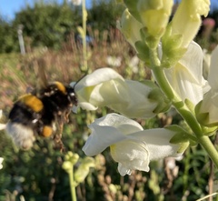 Bombus terrestris