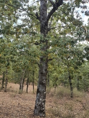 Quercus afares