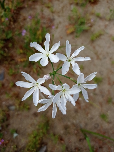 Leucocoryne ixioides