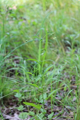 Geum virginianum
