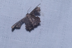 Monobolodes prunaria