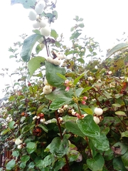 Symphoricarpos albus