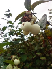 Symphoricarpos albus