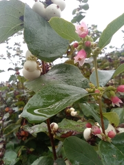 Symphoricarpos albus