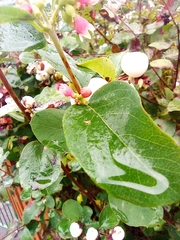 Symphoricarpos albus