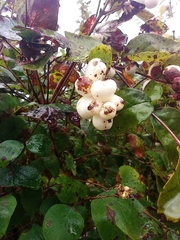 Symphoricarpos albus
