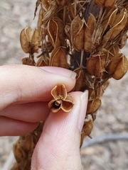 Drimia numidica