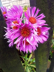 Symphyotrichum novae-angliae