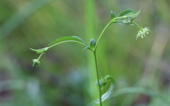 Geum virginianum