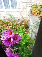 Symphyotrichum novae-angliae