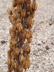 Drimia numidica