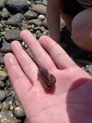 Cycloxanthops novemdentatus