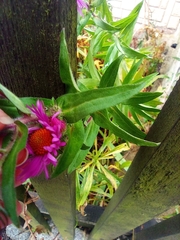 Symphyotrichum novae-angliae