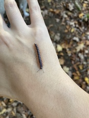 Pseudopolydesmus canadensis