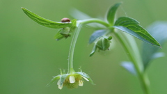 Geum virginianum