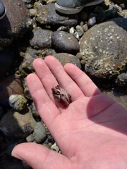 Cycloxanthops novemdentatus