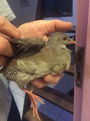 Crypturellus parvirostris