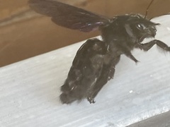 Xylocopa
