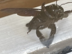 Xylocopa