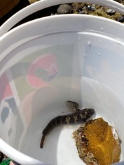 Hypsoblennius gilberti