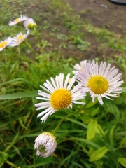 Erigeron annuus
