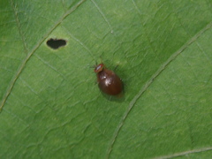 Celyphus difficilis
