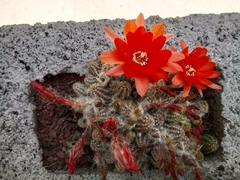 Lobivia silvestrii