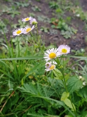 Erigeron annuus