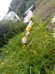 Erigeron annuus