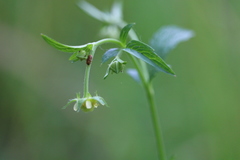 Geum virginianum