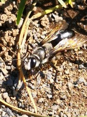 Sphex argentatus