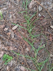 Eremochloa ophiuroides