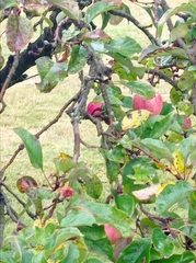 Malus domestica