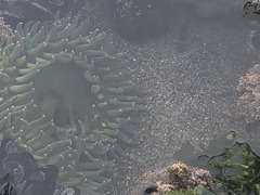 Anthopleura xanthogrammica