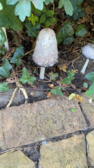Coprinus comatus