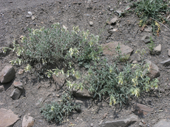 Onosma setosa
