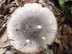 Amanita fuliginea