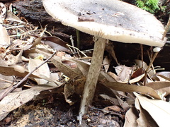 Amanita fuliginea