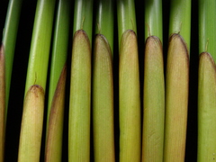 Juncus effusus effusus