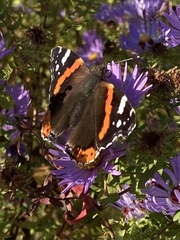 Vanessa atalanta