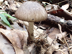 Amanita fuliginea
