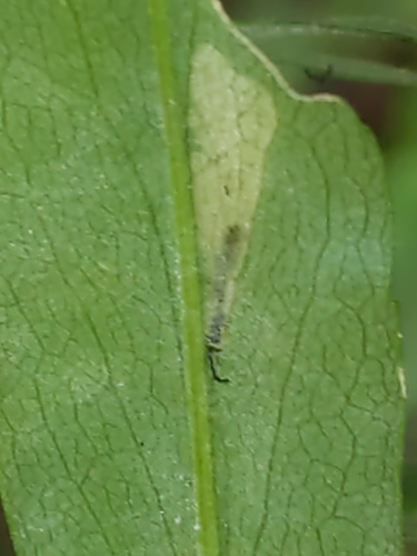 Narrow Bucculatrix photo 4