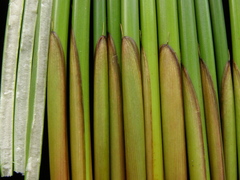 Juncus effusus effusus