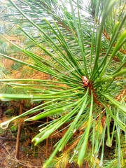 Pinus