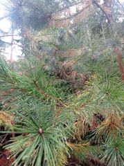 Pinus