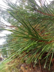 Pinus
